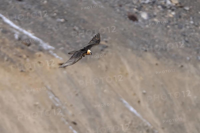 Bearded Vulture (Gypaetus barbatus), flying, Himalayas, Spitital, Kaza, Himachal Pradesh, India