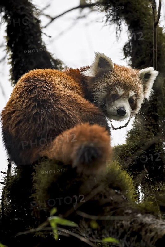 Western Red panda (Ailurus fulgens), Singalila National Park, Gairibas, Jamuna, Koshi Province, Nepal