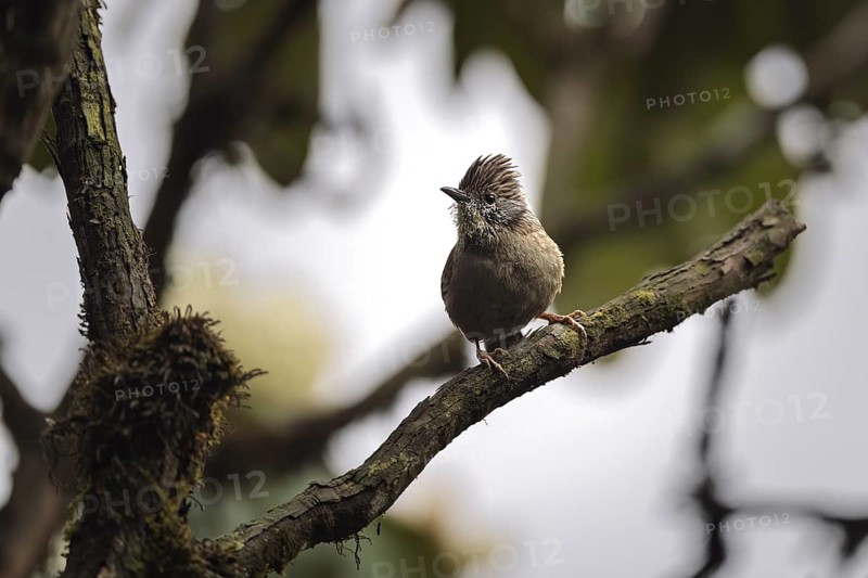 Nepali Tit Jay (Actinodura nipalensis), Singalila National Park, Singalila Forest, Darjeeling, West Bengal, India
