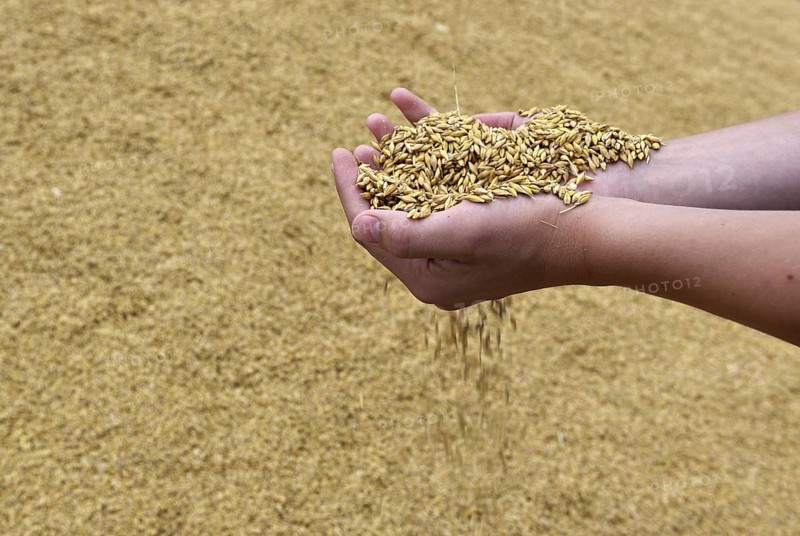 Hand with barley, grain