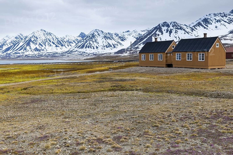 Wooden house against a mountain backdrop, saxifrage (Saxifraga oppositifolia), saxifrage family (Saxifragaceae), Ny-Alesund, Spitsbergen, Svalbard