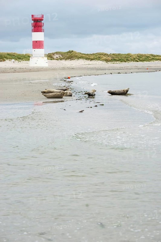 Several harbour seals (Phoca vitulina), seals, group, resting at low tide at the edge of the water, shore, sandy beach in front of the red and white striped lighthouse Helgoland Düne (rear light), small waves wash on the deserted, bright beach, calm sea in the evening, in the background white dunes, sand dunes with vegetation, little surf, overcast sky, nobody, maritime landscape, serenity, relaxation, island dune, Helgoland, Schleswig-Holstein, North Sea, Germany