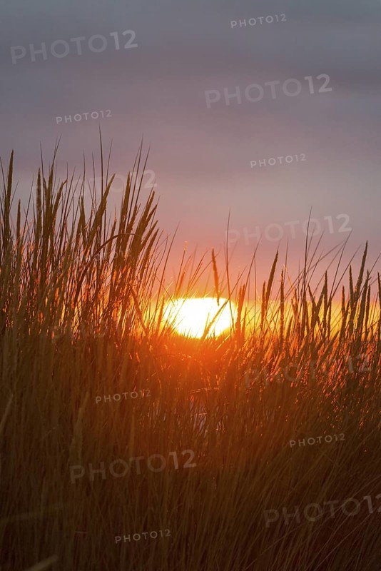 Intense red sunlight shimmers through tall grasses and creates a warm atmosphere, European Marram Grass (Ammophila arenaria (L.) Link, Syn.: Calamagrostis arenaria (L.) Roth), also known as common marram grass, sand reed, sand stem, sea oat, tall stalks with inflorescences in front of a peaceful, warm, colourful sunset in orange and gold on the horizon, last rays of the sun through a gap in the dark, grey cloud cover, Insel Düne, Helgoland, Schleswig-Holstein, North Sea, Germany
