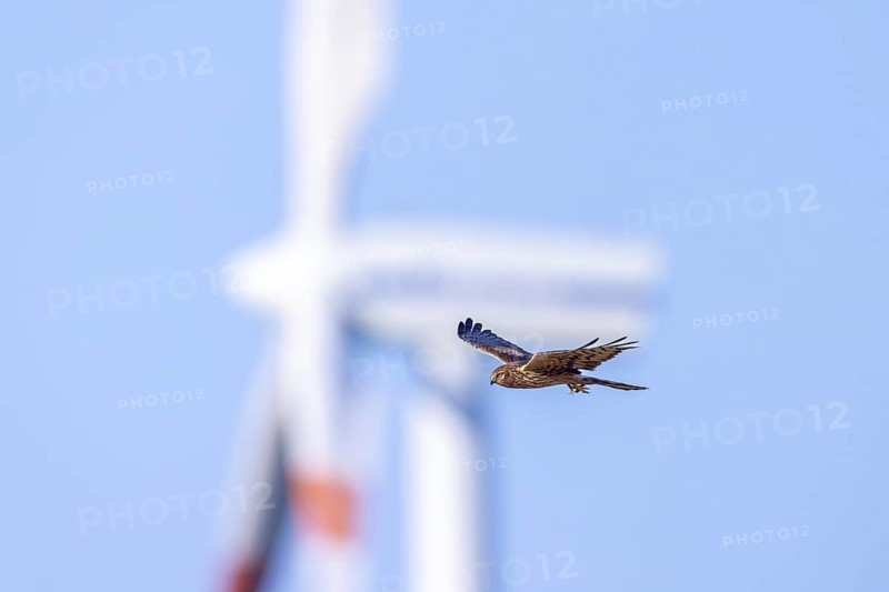 Montagu's harrier (Circus pygargus) migrating female flying past turning blades of windmill, wind turbine at wind farm