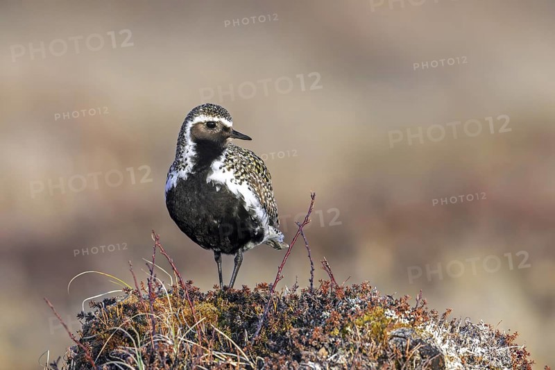 European golden plover, Eurasian golden plover (Pluvialis apricaria) male in breeding plumage on the tundra in spring, Jämtland, Sweden, Scandinavia