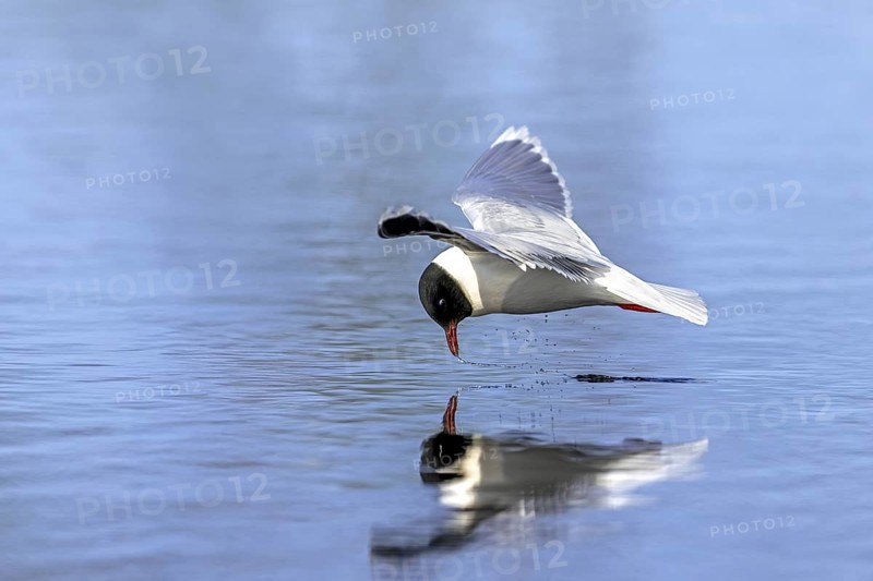 Hunting little gull (Hydrocoloeus minutus, Larus minutus) adult in summer plumage in flight catching mayfly from water surface of pond in spring