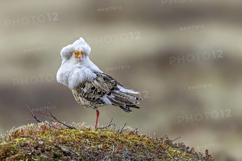 Ruff (Calidris pugnax) satellite male with white ruff in breeding plumage at lek in spring, Scandinavia