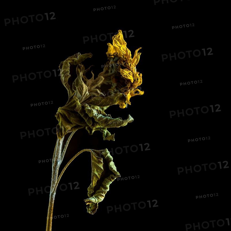 Dried sunflower reveals intricate details against dark background highlighting beauty of decay