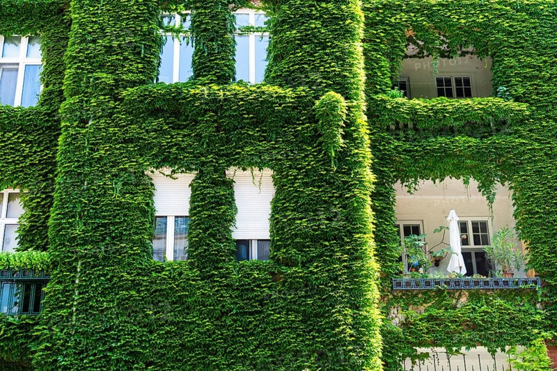 An ivy-covered façade of an apartment block in Bratislava, Slovakia