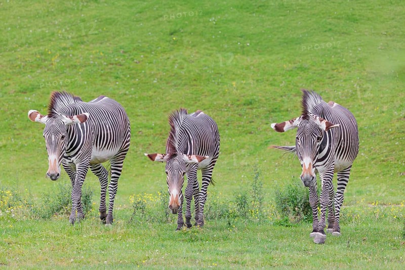 Three Grévy's zebras (Equus grevyi) grazing in a green meadow. Botswana
