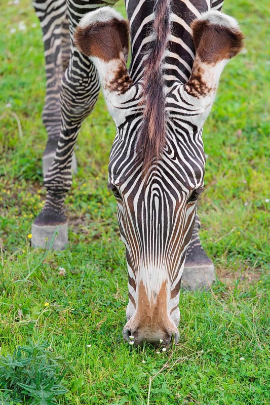 Portrait of a Grévy's zebra (Equus grevyi) grazing in a green meadow. Botswana