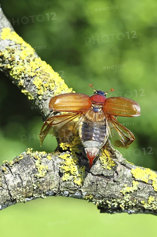 May beetle, wood cockchafer (Melolontha hippocastani), female with spread wings, on a branch covered with lichen, about to fly off, close-up, Wilnsdorf, North Rhine-Westphalia, Germany