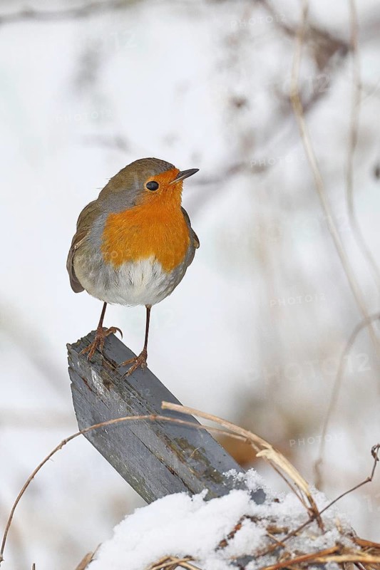 Robin (Erithacus rubecula), in winter on a fence post in the garden, Wilnsdorf, North Rhine-Westphalia, Germany