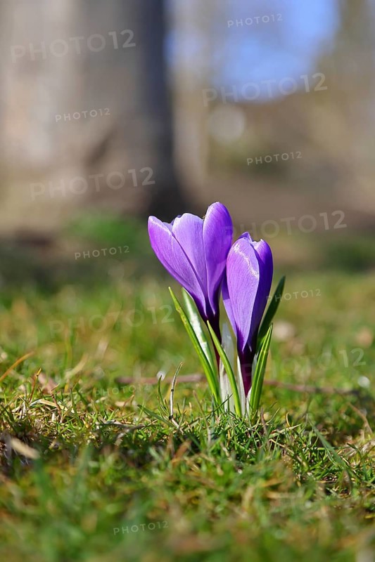 Violet crocus (Crocus neapolitanus), two flowers next to each other, spring, Siegen, North Rhine-Westphalia