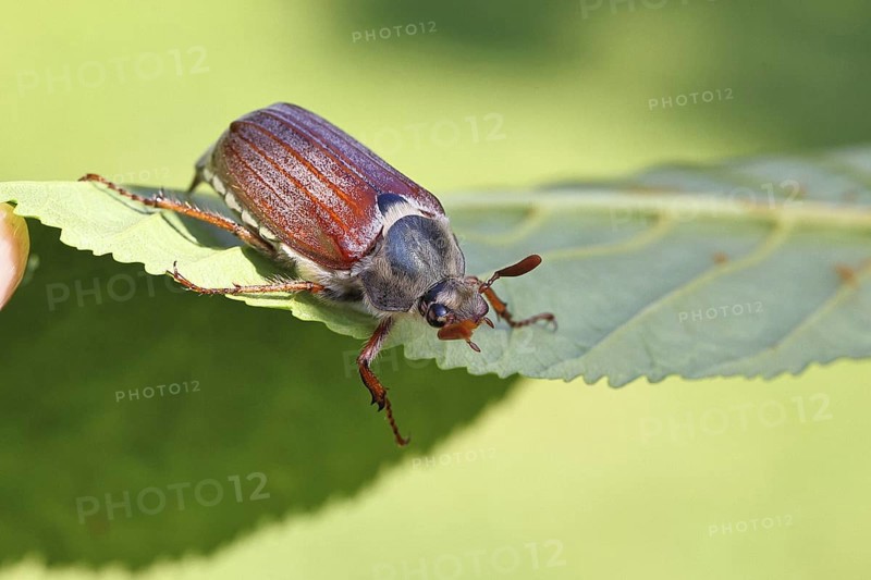 May beetle, wood cockchafer (Melolontha hippocastani), male, on leaf of a horse chestnut (Aesculus hippocastanum), close-up, Wilnsdorf, North Rhine-Westphalia, Germany