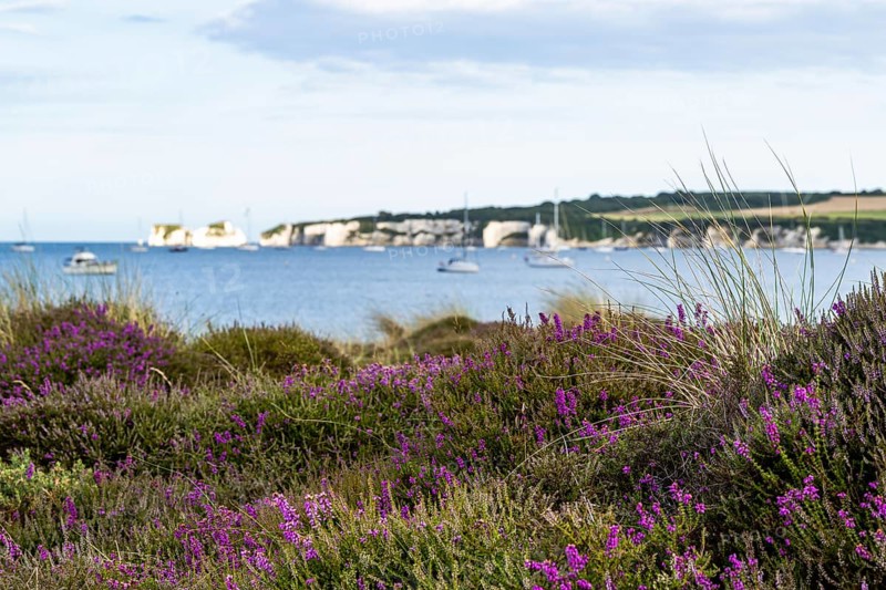Heather on the dunes, Knoll Beach Studland, Poole, Dorset, England, United Kingdom