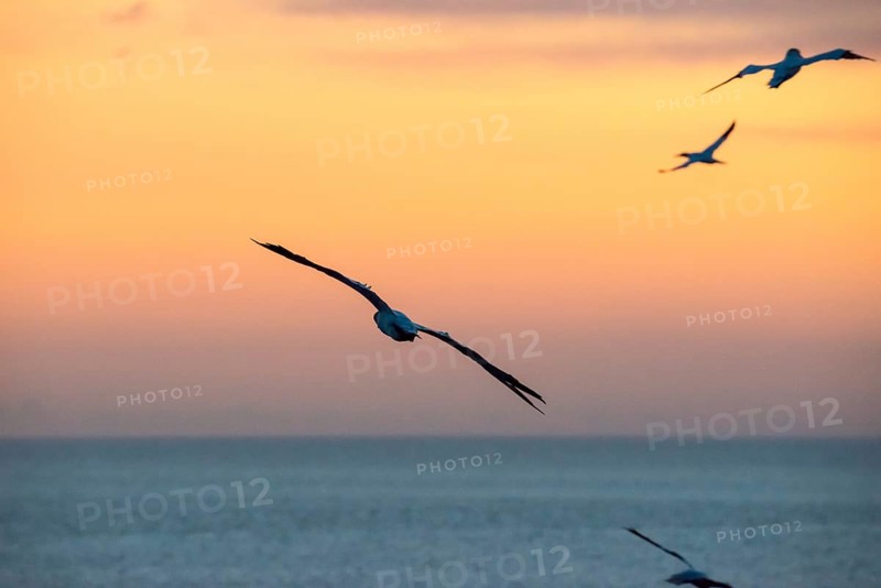 Several gannets (Morus bassanus) (synonym: Sula bassana) flying, soaring elegantly with outstretched wings, hovering in a peaceful dusk over the blue sea, horizon, silhouettes, orange and golden dusk, calm waters of the North Sea, while the sky glows in pastel colours at sunset, Lummenfelsen, North Sea island of Helgoland, Schleswig-Holstein, Germany