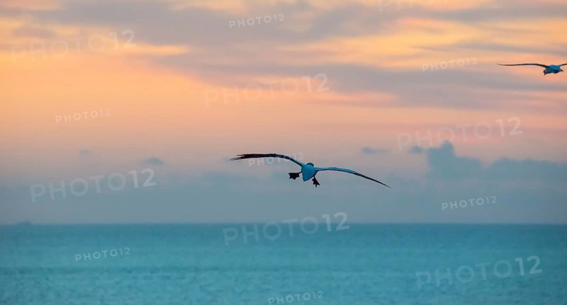 A gannet (Morus bassanus) (synonym: Sula bassana) flies, sails with outstretched wings towards the horizon, below him calm blue sea, dusk, water of the North Sea, while the sky glows in pastel colours at sunset, feet with webbed feet stretched out to brake, Lummenfelsen, North Sea island Helgoland, Schleswig-Holstein, Germany