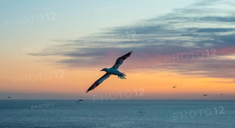 A gannet (Morus bassanus) (synonym: Sula bassana) flies, sails elegantly with outstretched wings, hovers alone in a peaceful dusk over the sea, horizon, blue, shadow, dusk, calm waters of the North Sea, while the sky glows in pastel shades at sunset, Lummenfelsen, North Sea island of Helgoland, Schleswig-Holstein, Germany