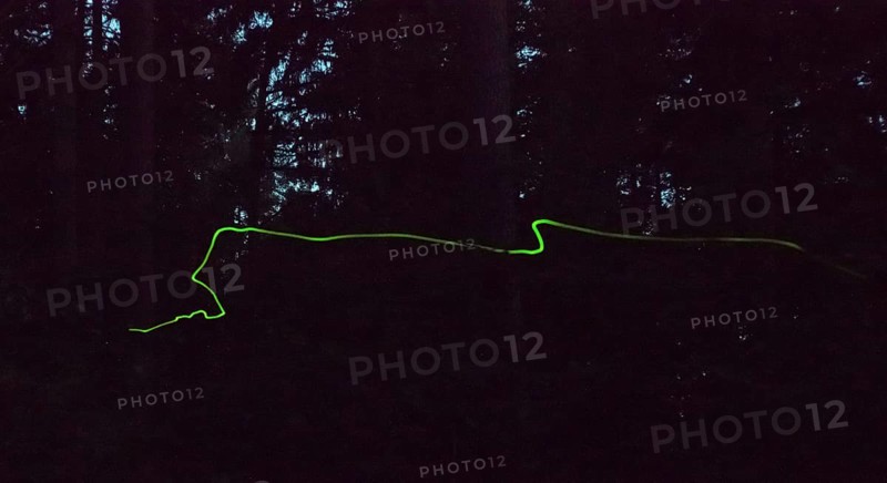Glow in the dark forest at night, false firefly, firefly or St John's worm (Lamprohiza splendidula), male, long exposure, motion, motion blur, glow, bioluminescence, natural spectacle in June, glowing line creating a mysterious, magical atmosphere, eerie, fascinating, beautiful, romantic, Lüneburg Heath, Lower Saxony, Germany