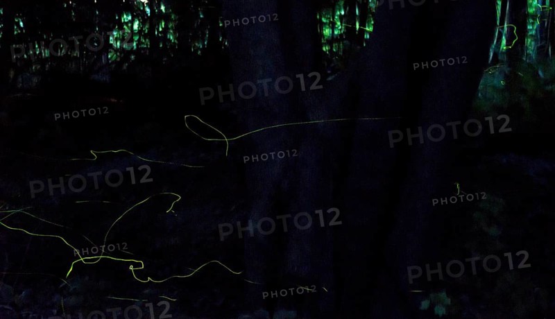 Glowing traces in the dark forest at night, false firefly, firefly or St John's worm (Lamprohiza splendidula), male, glowing lines creating a mysterious atmosphere, magical, eerie, fascinating, beautiful, romantic, long exposure, motion, motion blur, glow, bioluminescence, natural spectacle in June, Lüneburg Heath, Lower Saxony, Germany