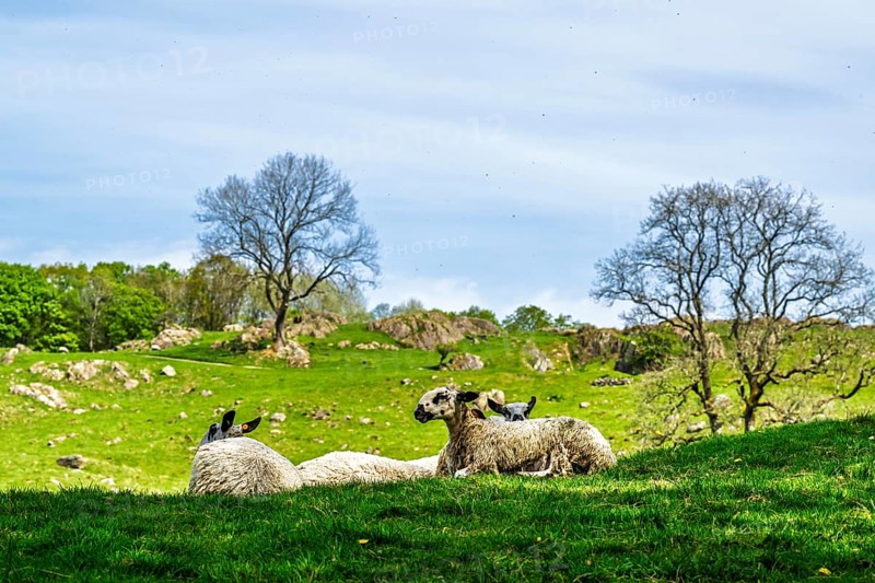 Sheep and farm in Lake District National Park, Coniston Water, Cumbria, England, United Kingdom