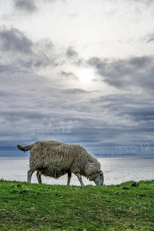 Sheeps on farms over Neist Point Lighthouse, Isle of Skye, Scotland, UK