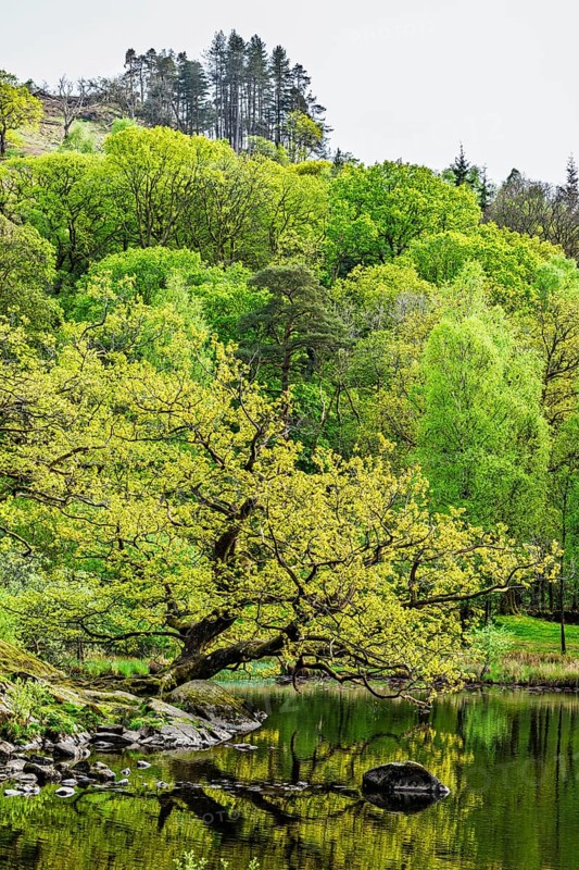 Rydal Water, Rydal, Ambleside, Lake District, Westmorland, Cumbria, England, United Kingdom