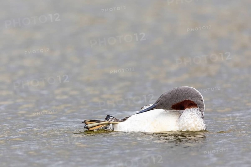 Red-throated diver (Gavia stellata) Feather care on the water, Aventdalen, Longyearbyen, Spitsbergen, Svalbard