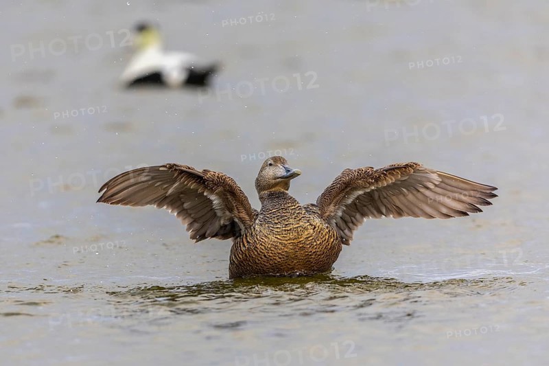 Eider duck (Somateria mollissima), hen grooming her feathers, duck birds (Anatidae), Aventdalen, Longyearbyen, Spitsbergen, Svalbard