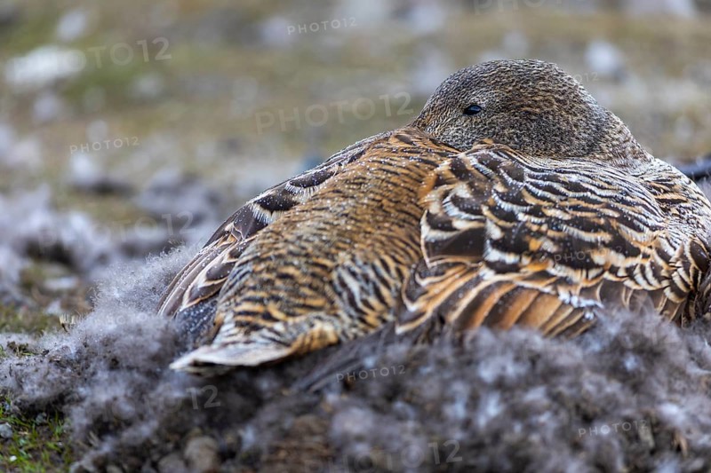 Eider duck (Somateria mollissima), hen brooding on the nest, duck birds (Anatidae), Aventdalen, Longyearbyen, Spitsbergen, Svalbard