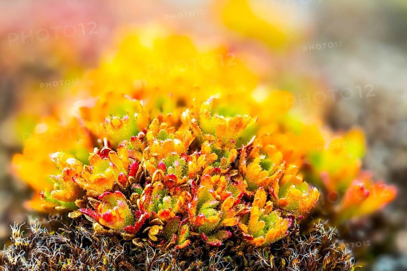 Draba, Brassiacaceae, Spitsbergen, Svalbard