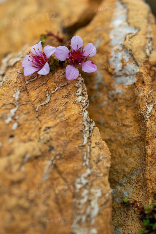 Red saxifrage (Saxifraga oppositifolia), saxifrage family (Saxifragaceae), Jotunkjeldene, Spitsbergen, Svalbard
