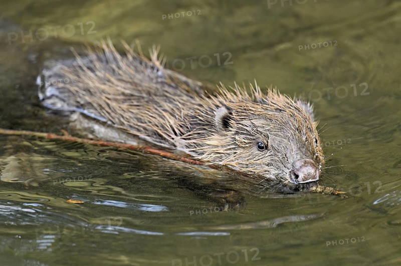 Eurasian beaver, European beaver (Castor fibre), swimming in a stream with a branch in its mouth, Canton Zug, Switzerland