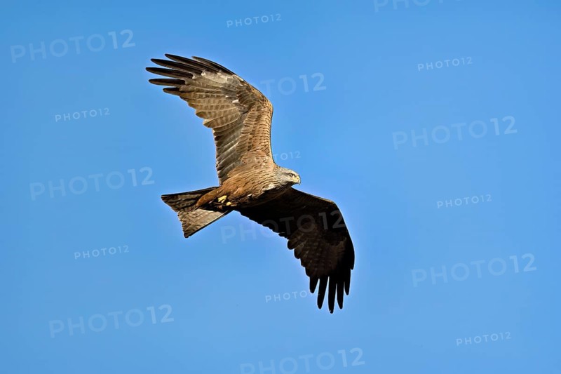Black Kite (Milvus migrans), in flight, lower view, Flachsee nature reserve, Freiamt, Canton Aargau, Switzerland