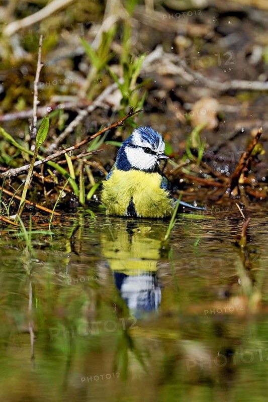 Blue tit (Cyanistes caeruleus) bathing in the shallow water of a stream, Flachsee nature reserve, Freiamt, Canton Aargau, Switzerland