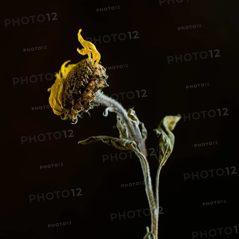 A dried sunflower stands elegantly with its withered petals and textured stem, capturing the beauty of decay against a stark black backdrop. The contrast highlights its unique features