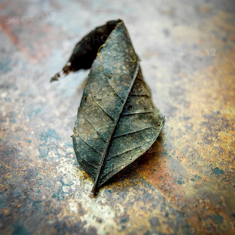 A dried autumn leaf rests on a textured, rusty surface, showcasing its intricate vein patterns and muted tones, highlighting nature's transition during the fall season