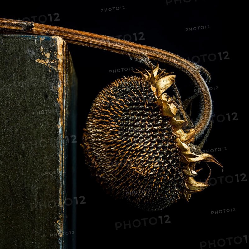 A dried sunflower with dark seeds and brown petals leans against a weathered surface. The contrast with the black background emphasizes the beauty of its withering state