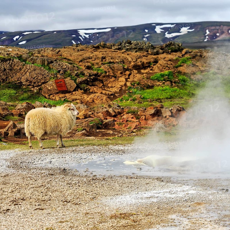 Free-range sheep, sulphur vapour, Hveravellir geothermal area, Icelandic highlands, Suðurland, Sudurland, Iceland