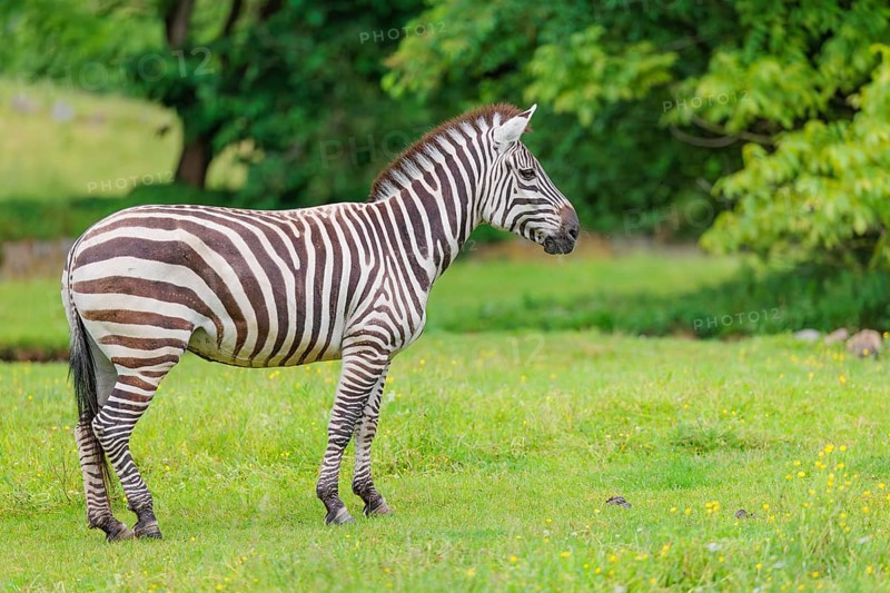 A Grant's zebra (Equus quagga boehmi) stands in a green meadow. Kenya