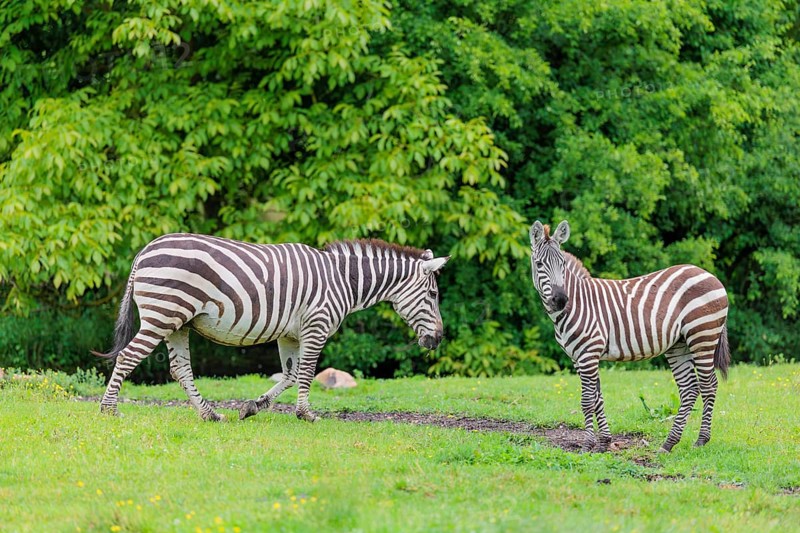 Two Grant's zebras (Equus quagga boehmi) walk across a green meadow. Kenya