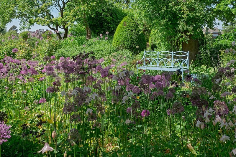 Allium blossom in the district educational garden, Burgsteinfurt, Münsterland, North Rhine-Westphalia, Germany