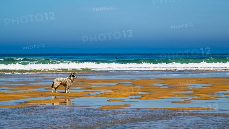 Dog on Contis beach, Saint Julien en Born, Saint-Julien-en-Born, Landes, France
