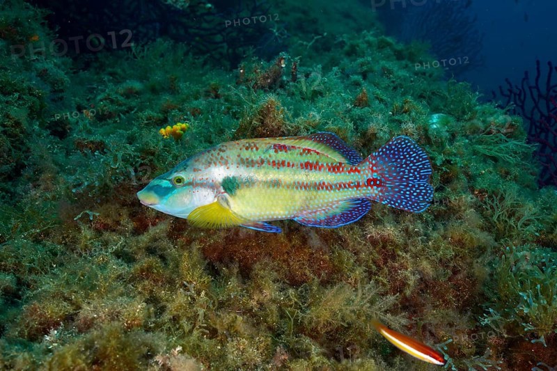 Colourful peacock wrasse (Symphodus tinca) with patterned scales swimming over a densely overgrown reef in the Mediterranean Sea near Hyères, dive site Giens Peninsula, Provence Alpes Côte d'Azur, France