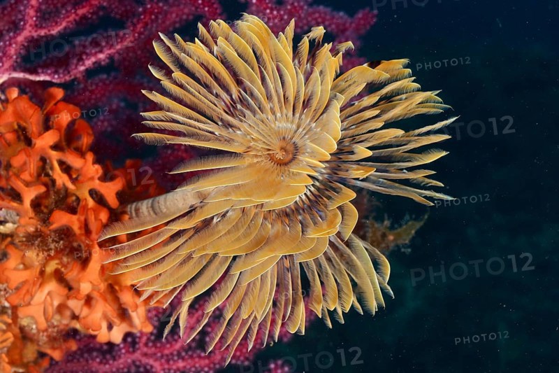 A blaze of colour in the Mediterranean: Screwfish (Sabella spallanzanii), Violescent sea-whip (Paramuricea clavata) and Orange spiny sponge (Acanthella acuta) on a reef in the Mediterranean near Hyères, Giens Peninsula dive site, Provence Alpes Côte d'Azur, France