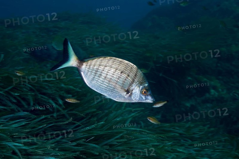 Silver fish, Pinniped (Diplodus puntazzo), in an underwater environment of seaweed, surrounded by small fish in the Mediterranean Sea near Hyères, dive site Giens Peninsula, Provence Alpes Côte d'Azur, France