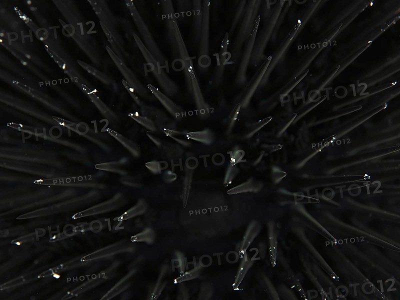 Close-up of the spines of an Arbacia lixula in the Mediterranean Sea near Hyères, dive site Giens Peninsula, Provence Alpes Côte d'Azur, France