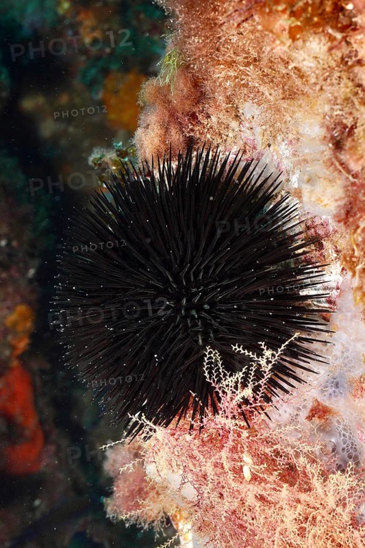 Arbacia lixula (Arbacia lixula) on a wall with spiny textures in the Mediterranean Sea near Hyères, dive site Giens Peninsula, Provence Alpes Côte d'Azur, France
