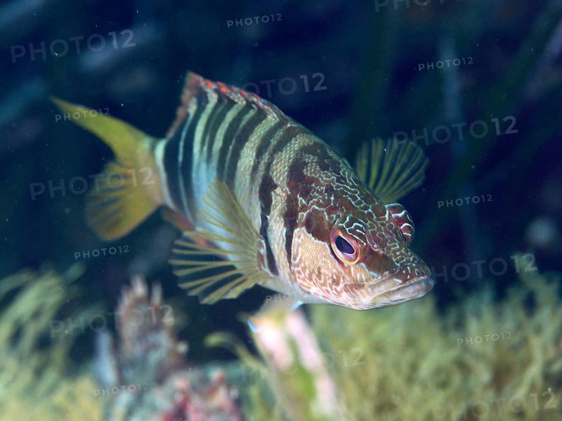 Close-up of a striped fish with colourful details, sculpin (Serranus scriba), in the Mediterranean Sea near Hyères, dive site Peninsula Giens, Provence Alpes Côte d'Azur, France
